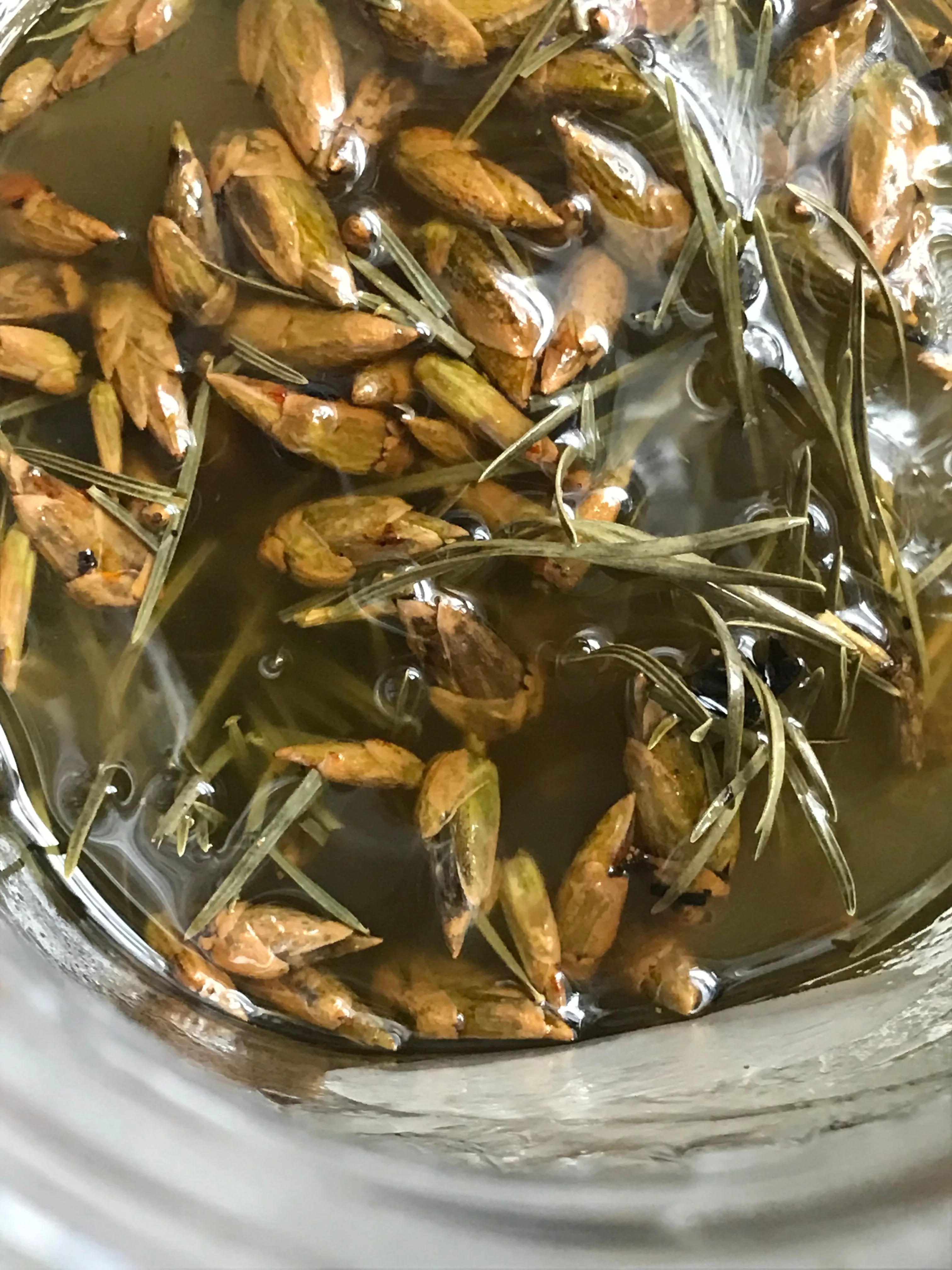 THE SIGH OF TREES SALVE | Botanical Infused Leaf Lard - Tallow Salve | Poplar . White Fir . Pinon . Sweet Fern