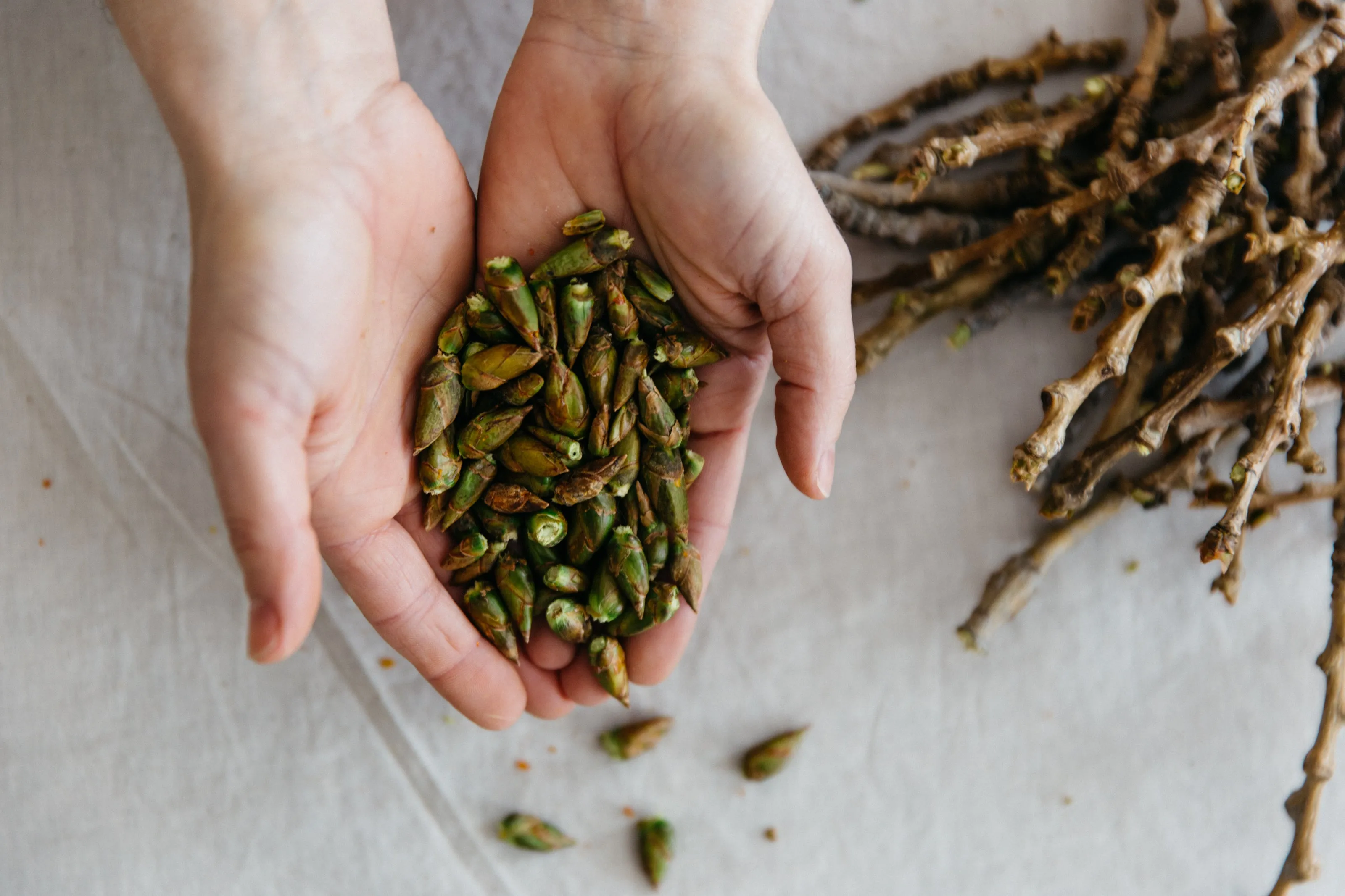 THE SIGH OF TREES SALVE | Botanical Infused Leaf Lard - Tallow Salve | Poplar . White Fir . Pinon . Sweet Fern