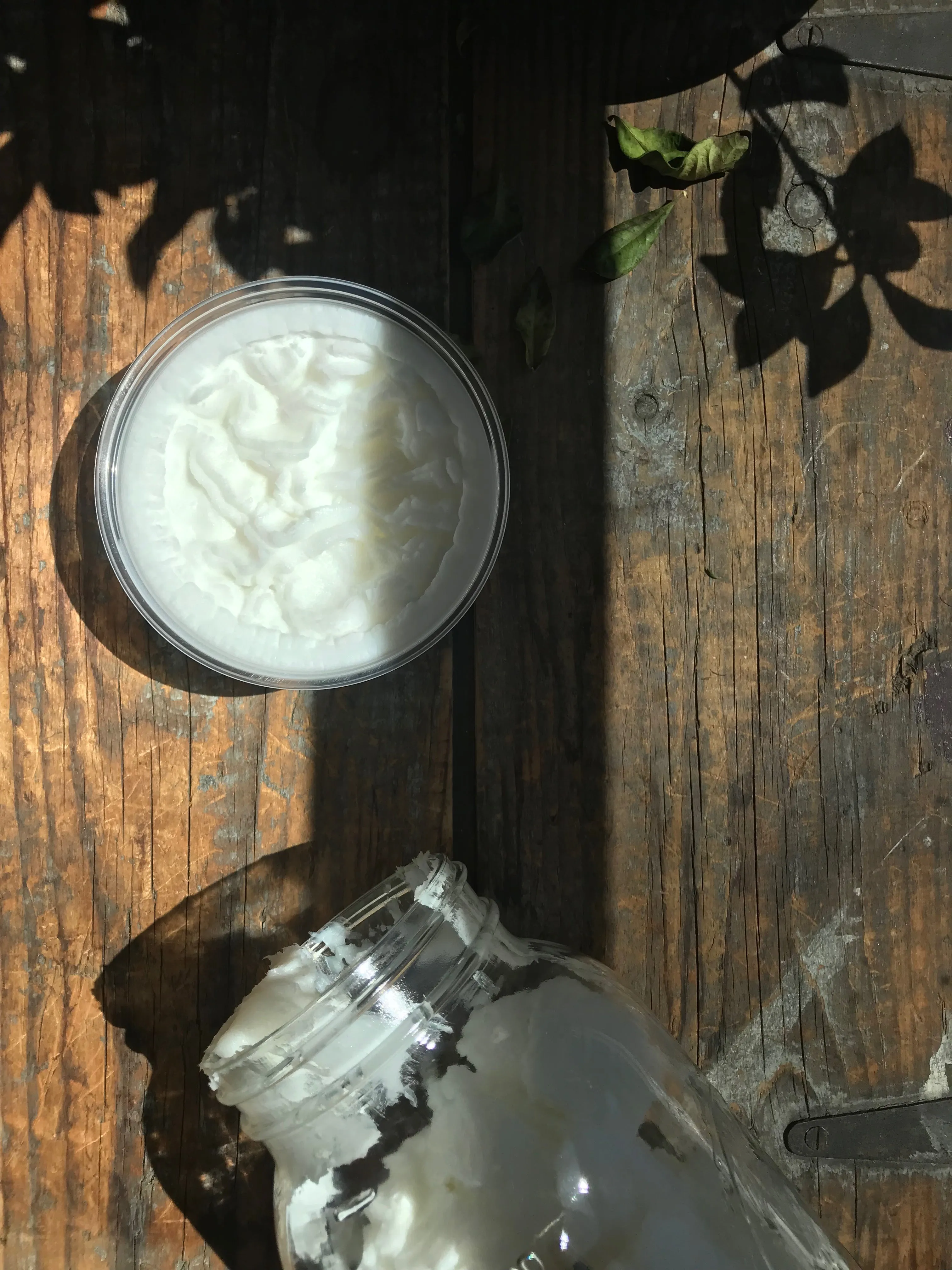 THE SIGH OF TREES SALVE | Botanical Infused Leaf Lard - Tallow Salve | Poplar . White Fir . Pinon . Sweet Fern